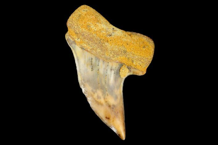 Colorful Mako/White Shark Tooth Fossil - Sharktooth Hill, CA #113915